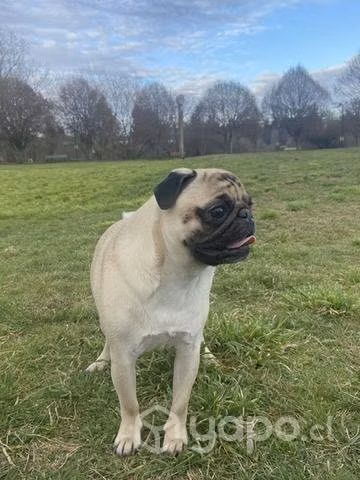Busco Novio pug - Imagen 2