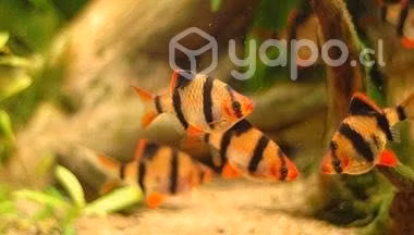 Peces barbo Sumatrano tamaño 2 - Imagen 2