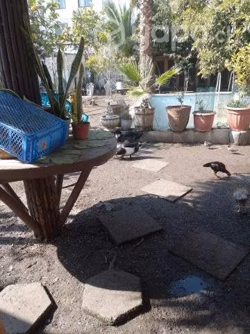 Patos