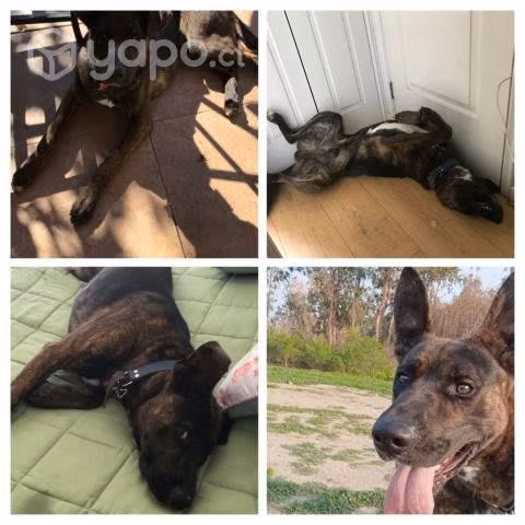 Quico en adopción