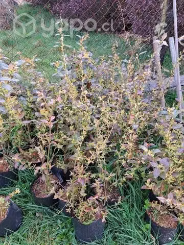 Plantas de Arándanos