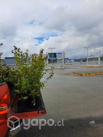 Plantas de Arándanos