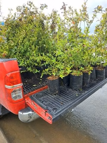Plantas de Arándanos