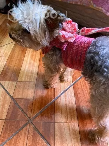 Arnes para mascotas