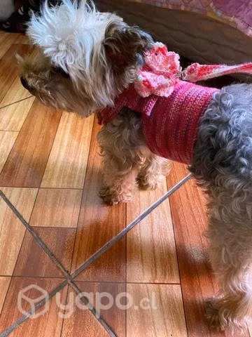 Arnes para mascotas