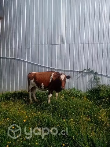 Vaca Preñada