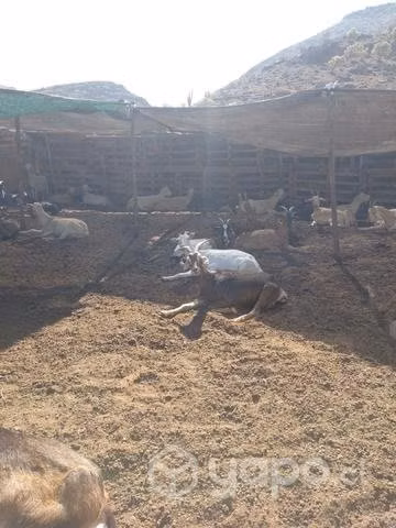 Piño de cabras mejoradas