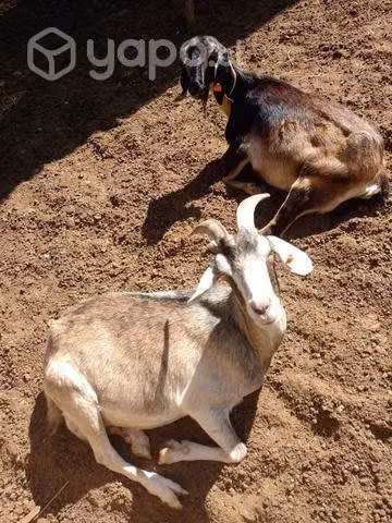 Piño de cabras mejoradas