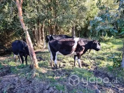 Vacas - Imagen 3