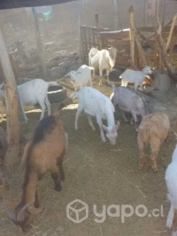 lote cabras
