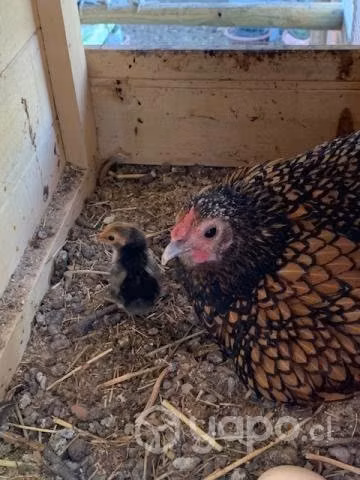 Pollas y gallinas sebric gamuza - Imagen 2