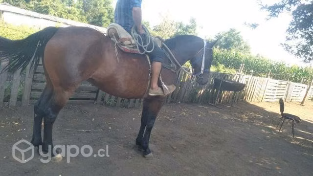 Cuarto milla con chileno