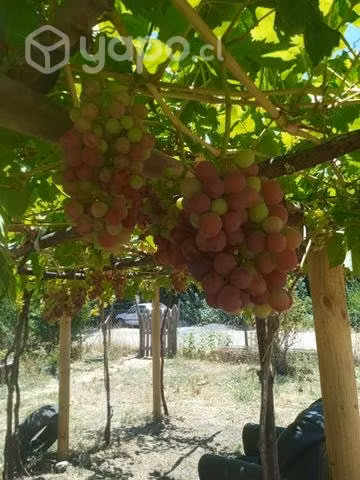 Plantas d parras