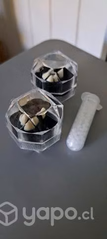 Colmillos postizos