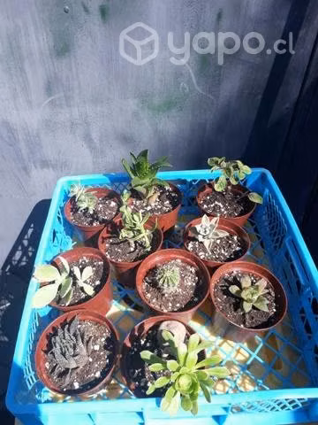 Diez plantitas