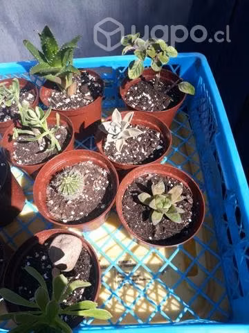 Diez plantitas - Imagen 3