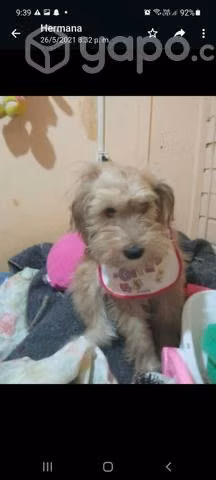 Regalo raza mediana
