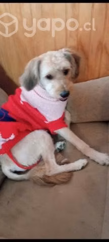 Regalo raza mediana
