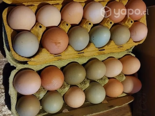 Huevos de campos