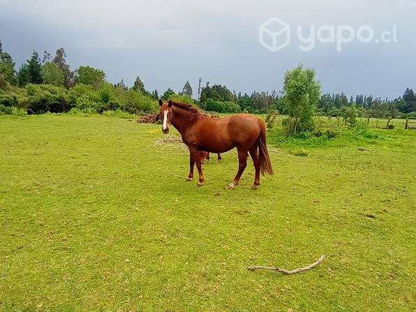 Yegua - Imagen 2