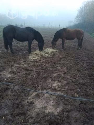 Caballo negro manso - Imagen 3