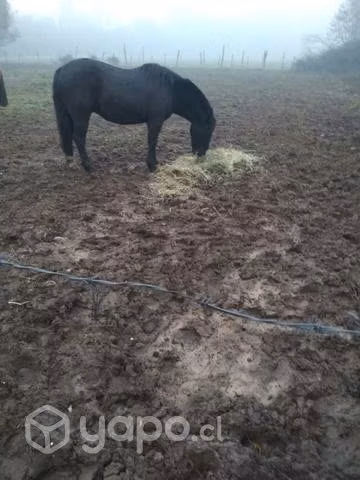 Caballo negro manso - Imagen 4