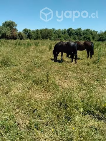 Caballo negro manso - Imagen 2