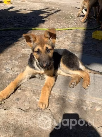 Se busca hogar para perritos