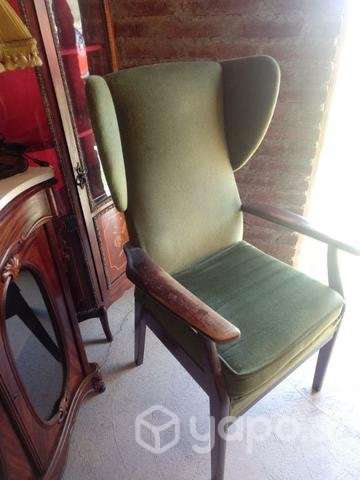 Bergere orejon inglés - Imagen 3