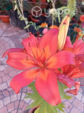 Lilium