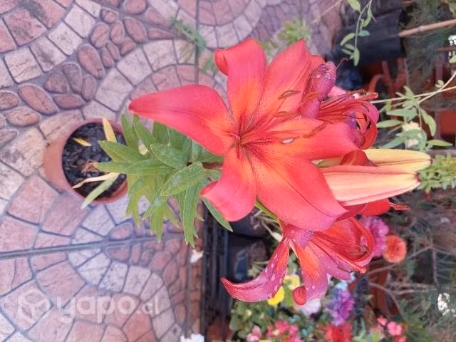 Lilium - Imagen 3