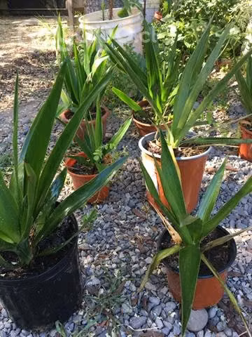Plantas