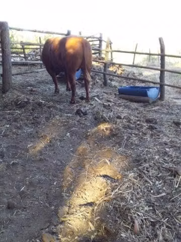 novillo de 4 años para pega