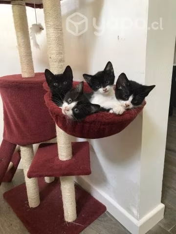 Gatitos en adopción