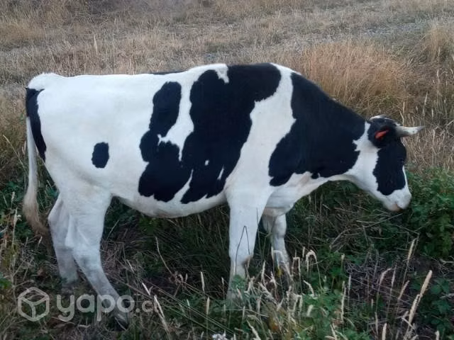 NOVILLO