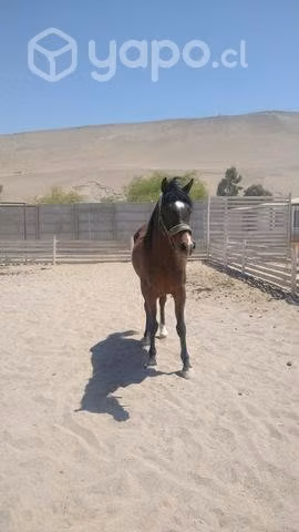 Caballo arabe