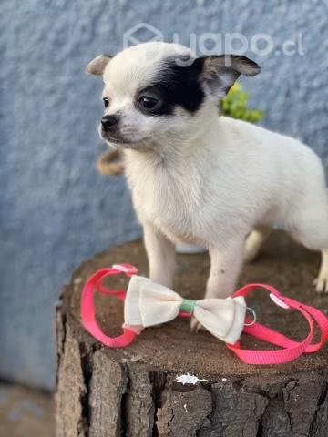 Hermosa Hembrita Chihuahua inscrita en Kennel Club
