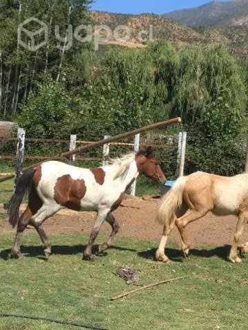 Potrillo