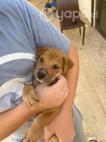 Cachorro rescatado - Imagen 2