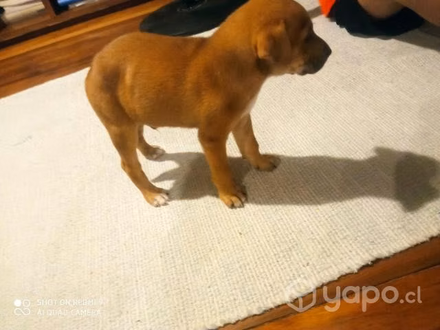Cachorro rescatado - Imagen 3
