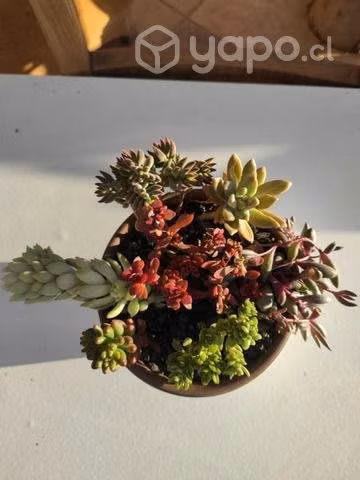 Terrario Paris Porcelana