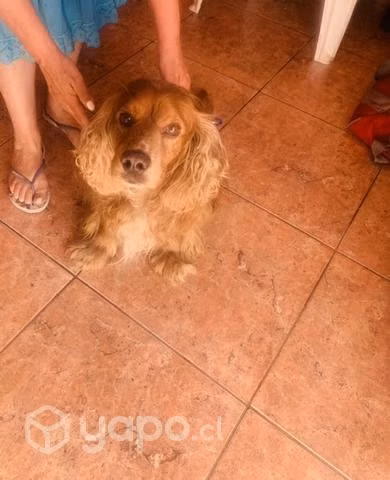 Adopción de perrito cocker