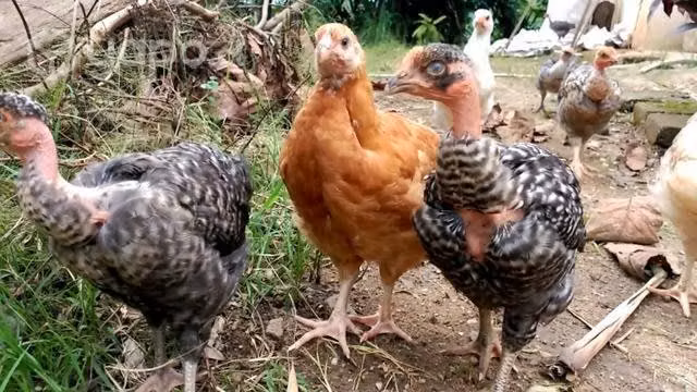 Huevos de gallina fertil