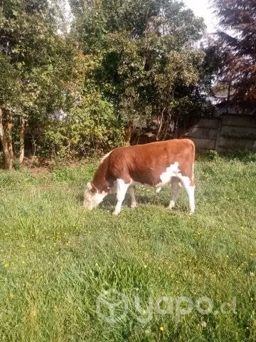 Toro Hereford (2 años) - Imagen 2