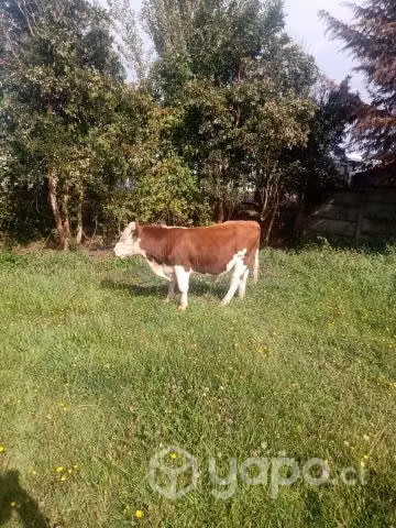 Toro Hereford (2 años)