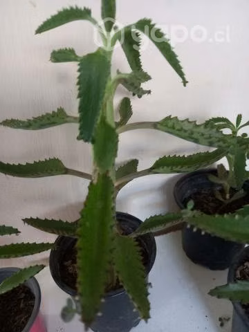 Kalanchoe Grande regenera tejido al consumirla