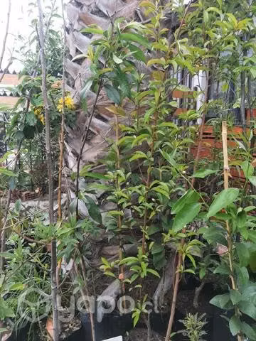 Arboles frutales en oferta