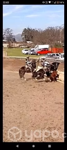Caballo corriendo maestro