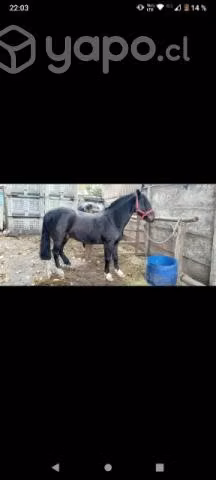 Caballo corriendo maestro