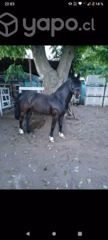 Caballo corriendo maestro